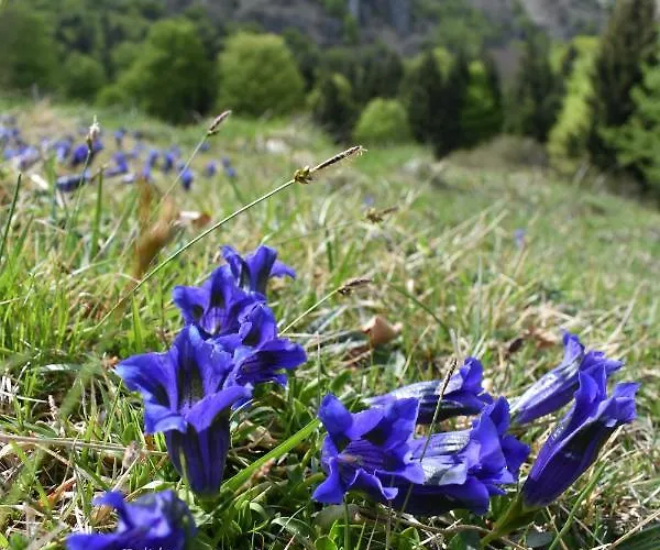 Tulipano Frühstückspension Crone