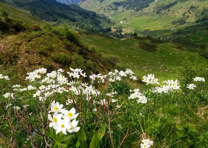 Tulipano