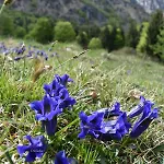 Tulipano Nocleg ze śniadaniem Crone