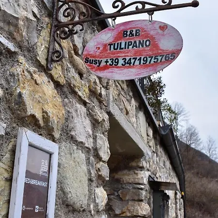 Tulipano Crone
