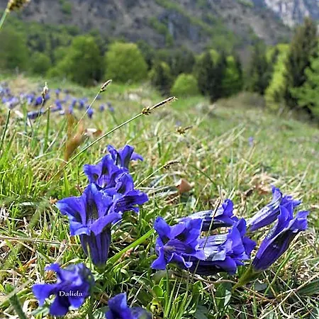 Tulipano 3*
