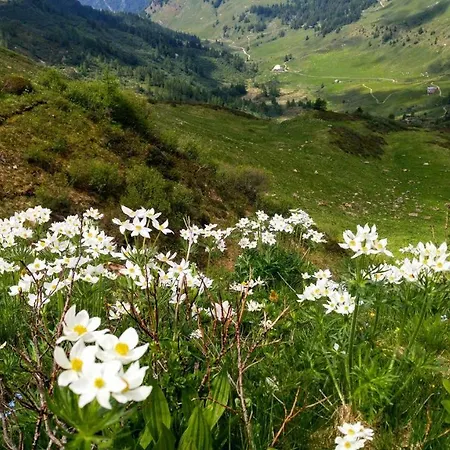Tulipano