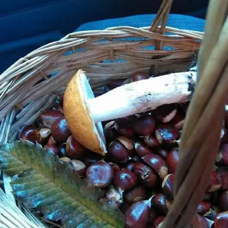 Tulipano كْروني