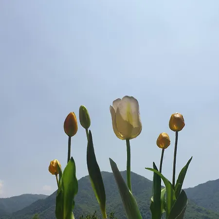 Tulipano 3* Crone
