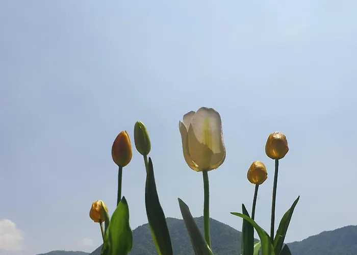 Tulipano 3* Crone